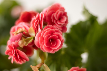 Flowers. Tuberous begonias. Begonia x tuberhybrida. 