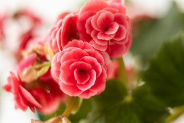 Flowers. Tuberous begonias. Begonia x tuberhybrida. 