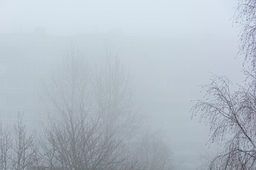 trees in the fog. Abstract, atmospheric image. Background for the project and design.