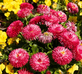 Callistephus chinensis | Reine-marguerite naine fleur de chrysanthème ou aster de Chine à...