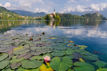 Lilly flowers on a Bled lake. Postcard from Slovenia.