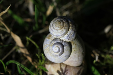 Schnecke