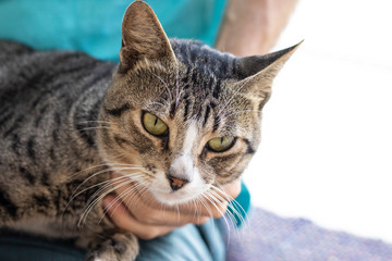 Naklejka premium Tabby/Striped Cat, brown, black and white wool, green eyes, receiving affection from its owner and looking at the camera