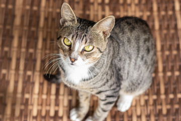 Naklejka premium Tabby/Striped Cat, brown, black and white wool, green eyes, looking at the camera