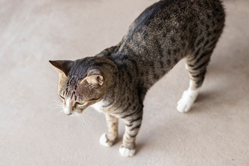 Tabby/Striped Cat, brown, black and white wool, green eyes, walking on the floor