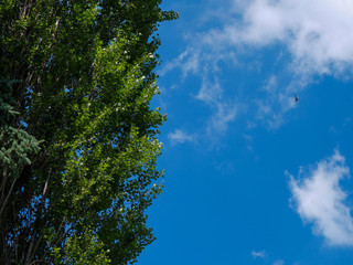 Fototapeta premium sky and trees