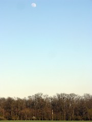 Obraz premium Moon above oak forest 