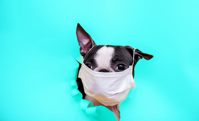 The head of a Boston Terrier dog in a medical mask peeks out of a torn blue paper. Concept of coronavirus and pandemic.	