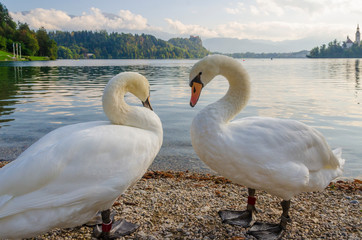 Two swans on a Bled Lake.