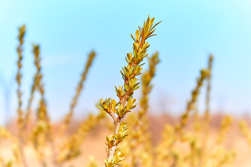 Naklejka premium spring field bush against blue sky and blurred background