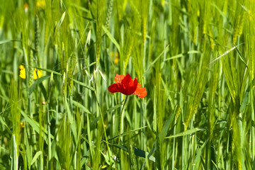 Red poppy among green grass