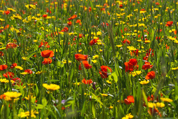 Red and yellow wildflowers anong green grass 