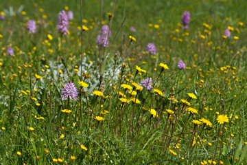 Yellow and purple wildflowers in the meadow