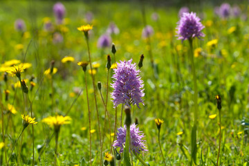 Purple and yellow wildflowers among green grass