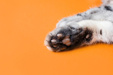 Obraz premium Paws of a gray cat on an orange background. Top view, minimalism. Cute picture. Concept of pets, cat grooming. Image for banner, place for text..