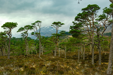 Fototapeta na wymiar Glen Affric view from the forest 