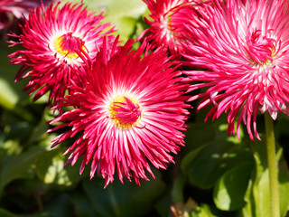 (Callistephus chinensis) Gros plan sur une fleur de reine-marguerite naine à fleur de chrysanthème ou Aster de Chine 