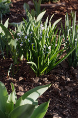 spring flowers grow from the ground in the flowerbed