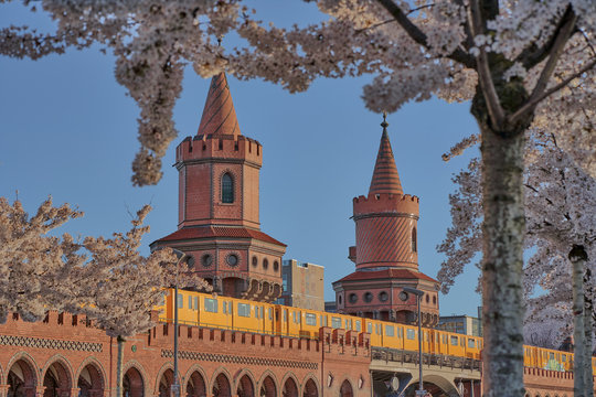 Berlin Spring. Oberbaum bridge and a yellow subway at the Warsaw Street in Berlin's city centre behind white and pink blossoming cherry trees, sunny day with beautiful blue sky