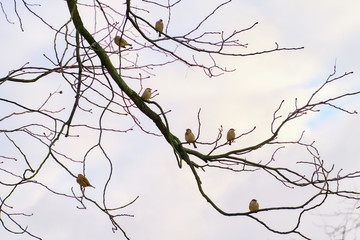 Seven sparrow sitting on tree branches distanced from each other on sky background. Social distance concept.