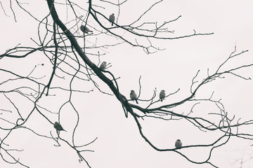 Seven sparrow sitting on tree branches distanced from each other. Social distance concept. Black and white.
