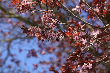Beautiful cherry tree blossom in the spring