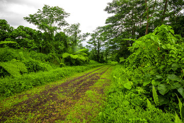 Fototapeta na wymiar Road deep in the tropical dense vibrant lush forest