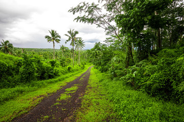 Road deep in the tropical dense vibrant lush forest