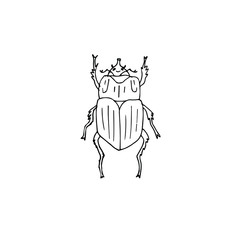 Vector hand drawn doodle sketch bug beetle isolated on white background