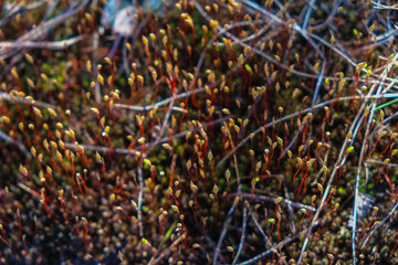Young sporophytes of  a typical moss in the forest in Ukraine. Polytrichum commune. Side view.