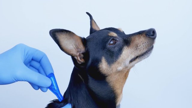 Applying Dog Anti Flea Spot Tick and Flea prevention.