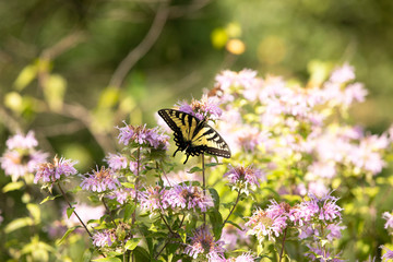 Beautiful black yellow colorful moth butterfly flowers. Swallowtail butterfly moth. Monarch butterfly pollinate same plants. Nature and wildlife landscape scenery. Summer pollen and nectar collection.