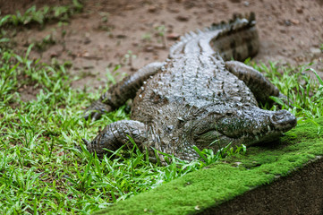 The mugger crocodile, Indian crocodile, India