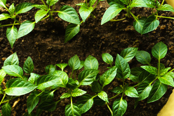 Young green seedlings of vegetables in the spring in the house on the windowsill.