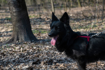 Nice black Shepherd walking in the park dog pets outdoor