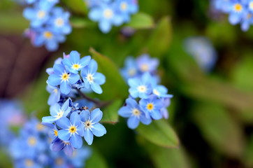Vergissmeinnichtblüten