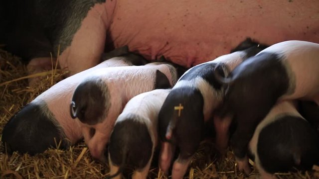 Ferkel der Rasse schw&auml;bisch-h&auml;llisches Landschwein trinken Milch an der Muttersau