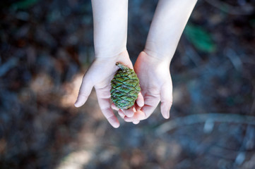An unrecognizable child holding a green cone of redwood on palms.