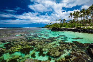 Fototapeta na wymiar Vibrant tropical beach with palm trees, Upolu, Samoa