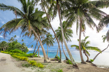 Tropical beach on south side of Samoa Island with coconut palm trees