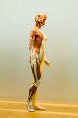 Full female anatomical model side view