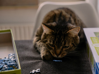 Fototapeta na wymiar Cat playing with puzzle