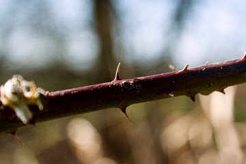 Rosendorne Rosenzweig