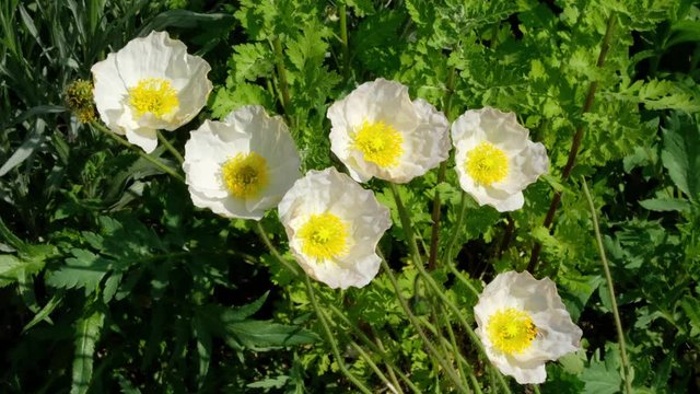 Wei&szlig;e Mohnblumen im sommerlichen Garten