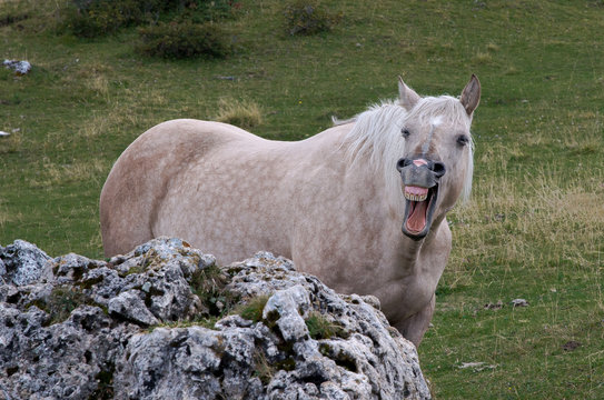 nitrire