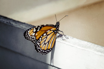 Fototapeta na wymiar monarch butterfly on his foots