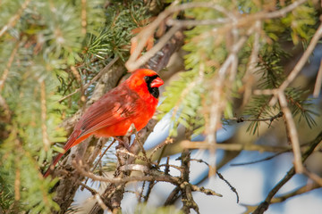 Red cardinal hiding under the branches of a fir during winter