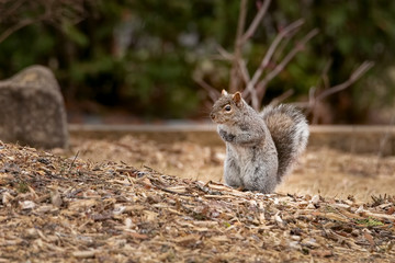 Cute squirrel searching for food on the ground