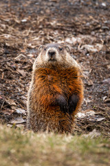 Groundhog taking watch just outiside its burrow on a spring morning