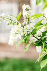  Blooming white bird cherry in the sun close up. Selective focus,heavily blurred background.Spring and summer concept.